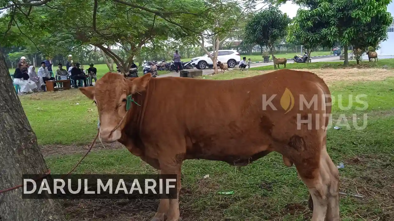 Pondok Pesantren Darul Ma’arif Kaplongan Kembali Tebar Kepedulian Lewat Pemotongan Hewan Qurban 2026 M/1447 H