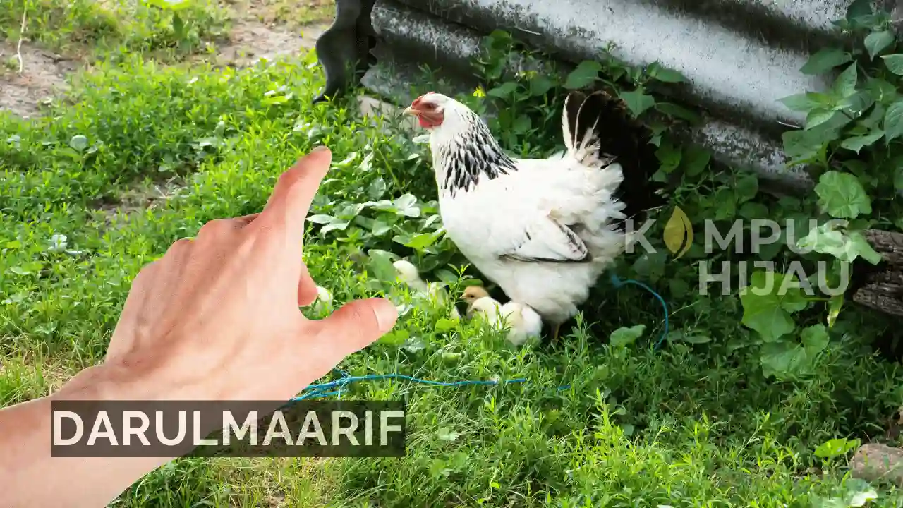 Pencuri Ayam Tewas Diamuk Massa, Bagaimana Pandangan Islam tentang Main Hakim Sendiri?